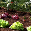 Picture of Vegetable Garden Drip Kit-12 in Spacing