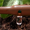 Picture of 100' 1/4" In-Line Drip-12 in Spacing