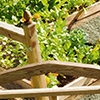 Picture of Vegetable Garden Drip Kit-12 in Spacing