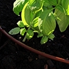 Picture of 100' 1/4" In-Line Drip-12 in Spacing