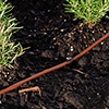 Picture of 100' 1/4" In-Line Drip-12 in Spacing