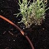 Picture of 100' 1/4" In-Line Drip-12 in Spacing
