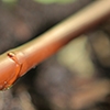 Picture of 100' 1/4" In-Line Drip-12 in Spacing