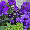 Picture of Patio & Potted Plant Drip Kit w/8 ADJ Drip/Spray Stakes