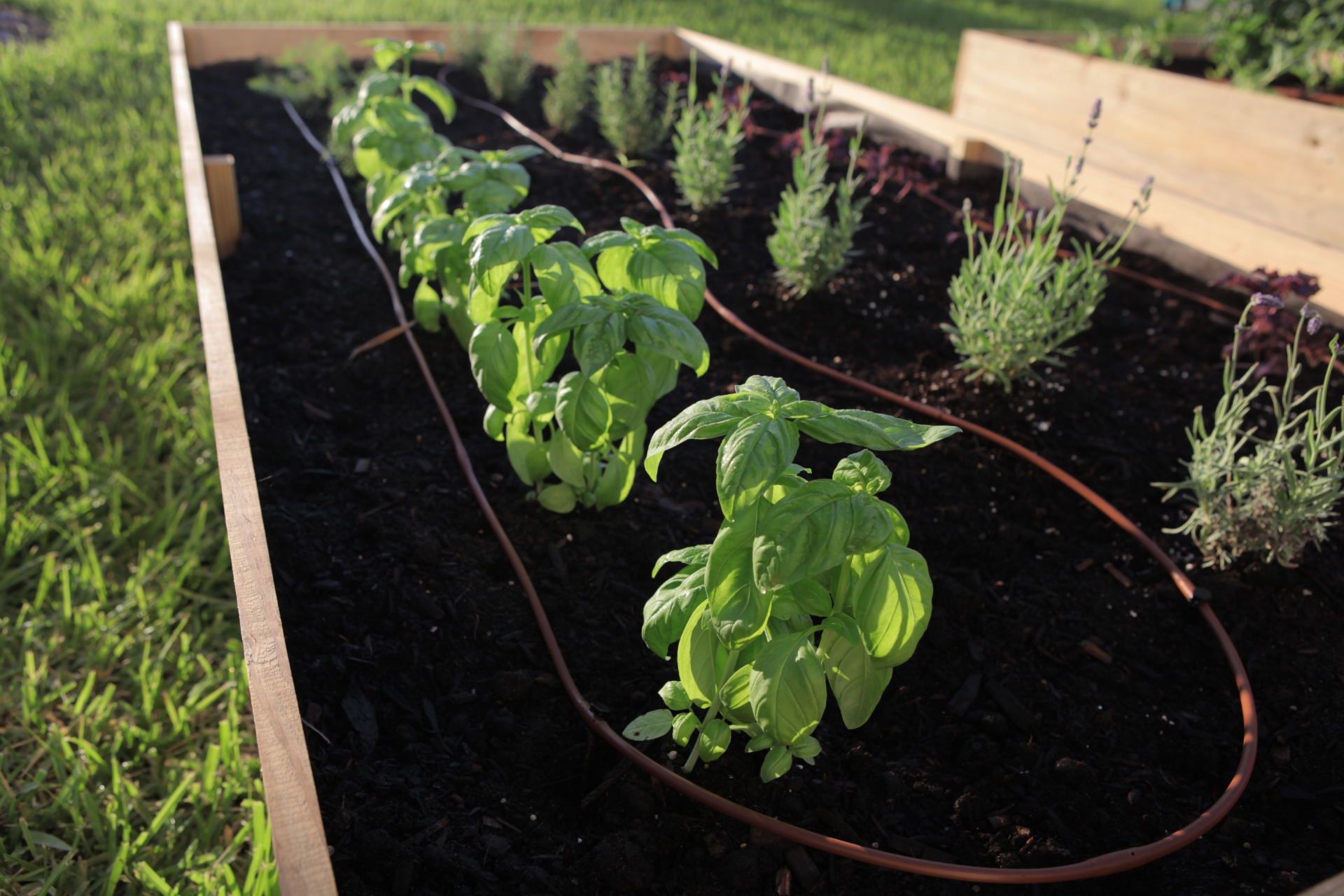 Picture of Vegetable Garden Drip Kit-12 in Spacing