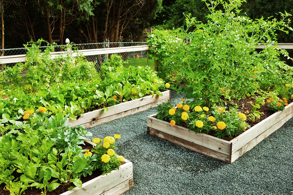 Picture of Vegetable Garden Drip Kit-12 in Spacing