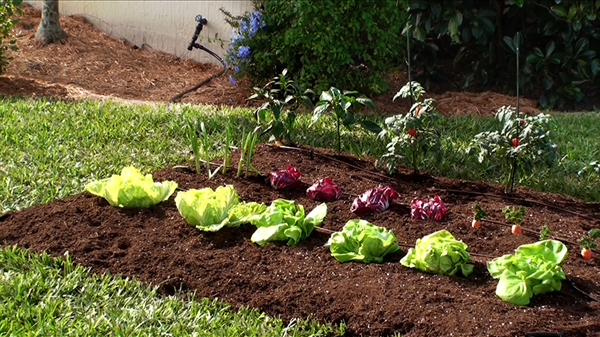 Picture of Vegetable Garden Drip Kit-6 in Spacing