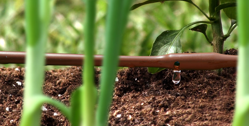 Picture of 100-FT 1/4" In-Line Drip-6 In Spacing